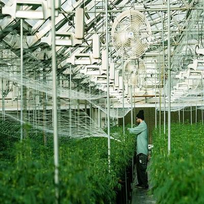 Un buen precio. Estructura de montaje solar de acero inoxidable galvanizada del invernadero en línea