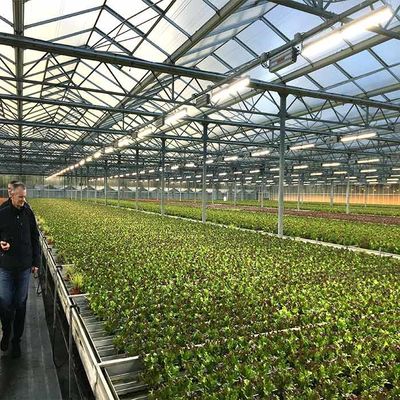 Un buen precio. Grueso de energía solar del invernadero 2.0m m 2.5m m de la agricultura de la resistencia a la corrosión en línea